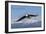 Adult Bald Eagle in Flight-null-Framed Photographic Print