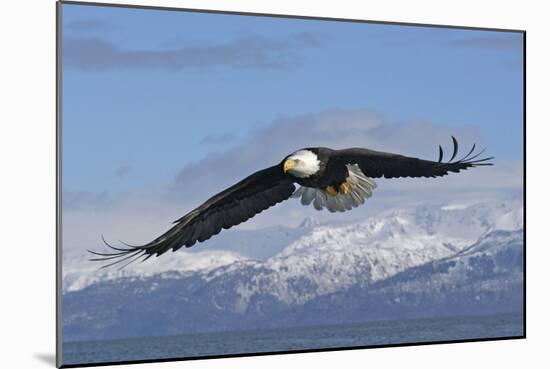 Adult Bald Eagle in Flight-null-Mounted Photographic Print