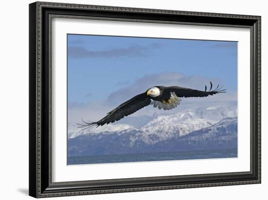 Adult Bald Eagle in Flight-null-Framed Photographic Print