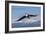 Adult Bald Eagle in Flight-null-Framed Photographic Print