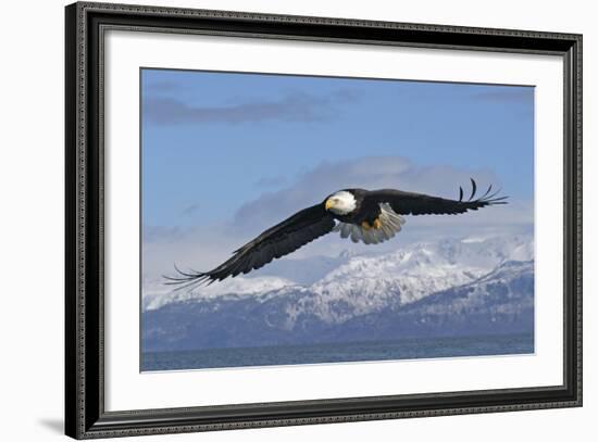 Adult Bald Eagle in Flight--Framed Photographic Print