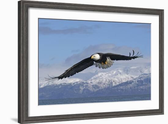 Adult Bald Eagle in Flight--Framed Photographic Print