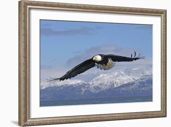 Adult Bald Eagle in Flight-null-Framed Photographic Print