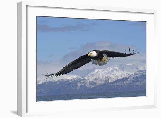 Adult Bald Eagle in Flight--Framed Photographic Print