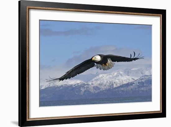 Adult Bald Eagle in Flight-null-Framed Photographic Print