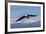 Adult Bald Eagle in Flight-null-Framed Photographic Print