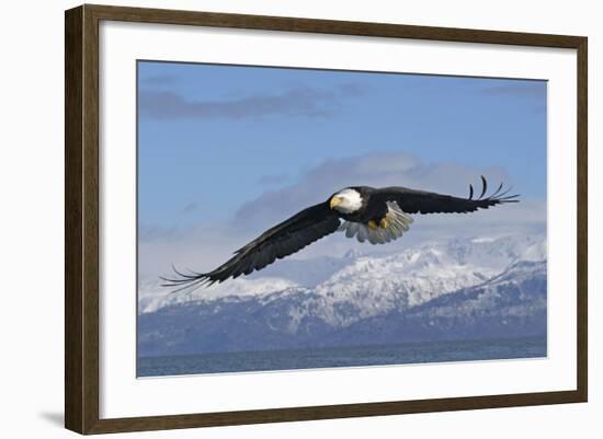 Adult Bald Eagle in Flight-null-Framed Photographic Print