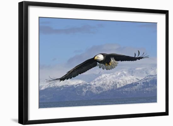 Adult Bald Eagle in Flight-null-Framed Photographic Print