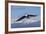 Adult Bald Eagle in Flight-null-Framed Photographic Print