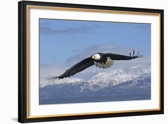 Adult Bald Eagle in Flight-null-Framed Photographic Print