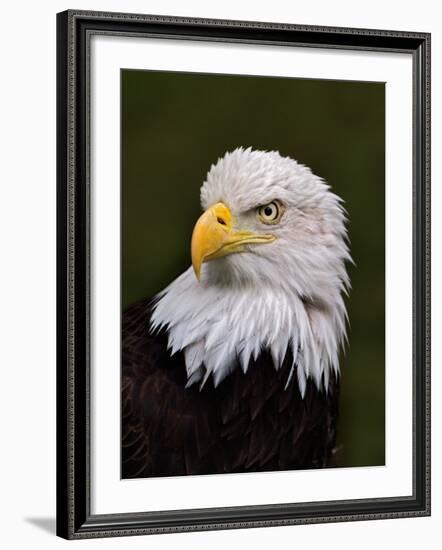 Adult Bald Eagle-Adam Jones-Framed Photographic Print