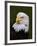 Adult Bald Eagle-Adam Jones-Framed Photographic Print