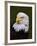 Adult Bald Eagle-Adam Jones-Framed Photographic Print
