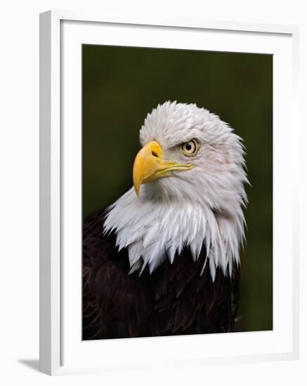 Adult Bald Eagle-Adam Jones-Framed Photographic Print