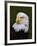 Adult Bald Eagle-Adam Jones-Framed Photographic Print