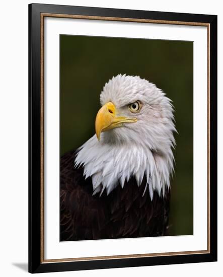 Adult Bald Eagle-Adam Jones-Framed Photographic Print