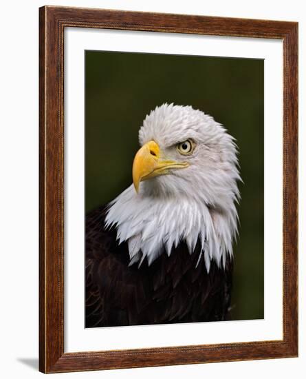 Adult Bald Eagle-Adam Jones-Framed Photographic Print