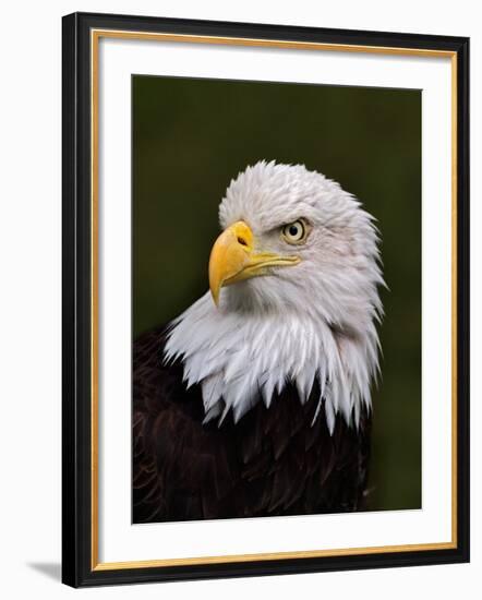 Adult Bald Eagle-Adam Jones-Framed Photographic Print