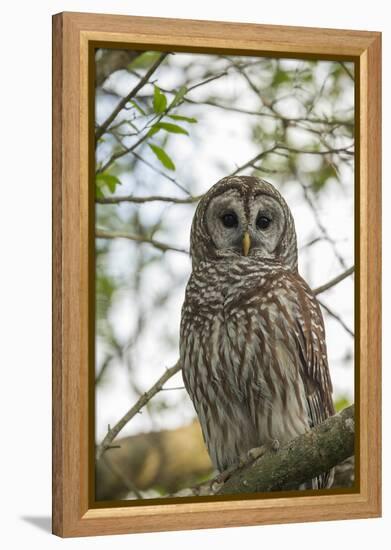 Adult Barred Owl, Strix Varia, in an Oak Tree Hammock, Florida-Maresa Pryor-Framed Premier Image Canvas