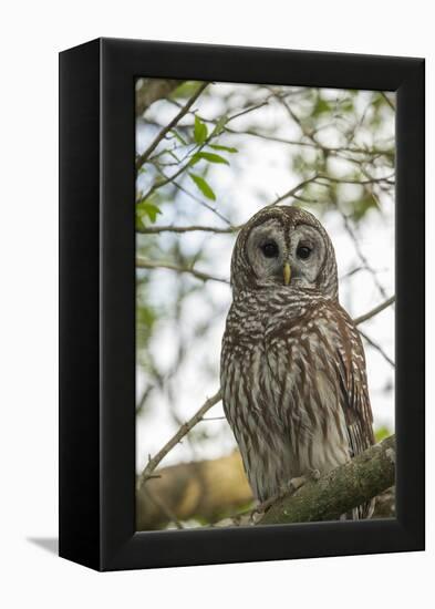 Adult Barred Owl, Strix Varia, in an Oak Tree Hammock, Florida-Maresa Pryor-Framed Premier Image Canvas