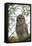 Adult Barred Owl, Strix Varia, in an Oak Tree Hammock, Florida-Maresa Pryor-Framed Premier Image Canvas