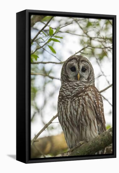 Adult Barred Owl, Strix Varia, in an Oak Tree Hammock, Florida-Maresa Pryor-Framed Premier Image Canvas