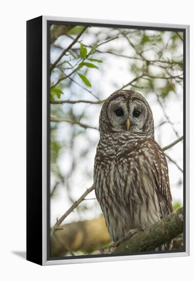 Adult Barred Owl, Strix Varia, in an Oak Tree Hammock, Florida-Maresa Pryor-Framed Premier Image Canvas