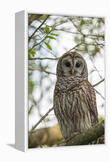 Adult Barred Owl, Strix Varia, in an Oak Tree Hammock, Florida-Maresa Pryor-Framed Premier Image Canvas