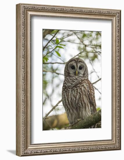 Adult Barred Owl, Strix Varia, in an Oak Tree Hammock, Florida-Maresa Pryor-Framed Photographic Print