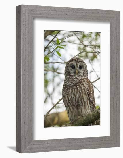 Adult Barred Owl, Strix Varia, in an Oak Tree Hammock, Florida-Maresa Pryor-Framed Photographic Print