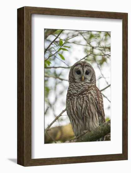 Adult Barred Owl, Strix Varia, in an Oak Tree Hammock, Florida-Maresa Pryor-Framed Photographic Print