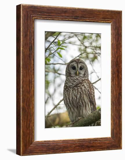 Adult Barred Owl, Strix Varia, in an Oak Tree Hammock, Florida-Maresa Pryor-Framed Photographic Print