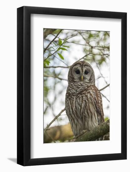 Adult Barred Owl, Strix Varia, in an Oak Tree Hammock, Florida-Maresa Pryor-Framed Photographic Print