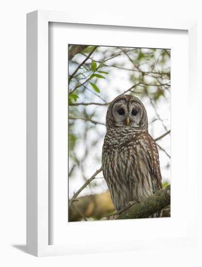 Adult Barred Owl, Strix Varia, in an Oak Tree Hammock, Florida-Maresa Pryor-Framed Photographic Print