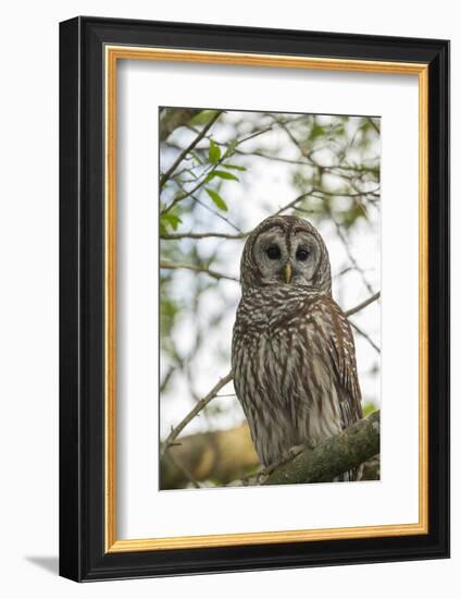 Adult Barred Owl, Strix Varia, in an Oak Tree Hammock, Florida-Maresa Pryor-Framed Photographic Print