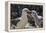 Adult Black-Browed Albatross Feeding Chick in New Island Nature Reserve, Falkland Islands-Michael Nolan-Framed Premier Image Canvas