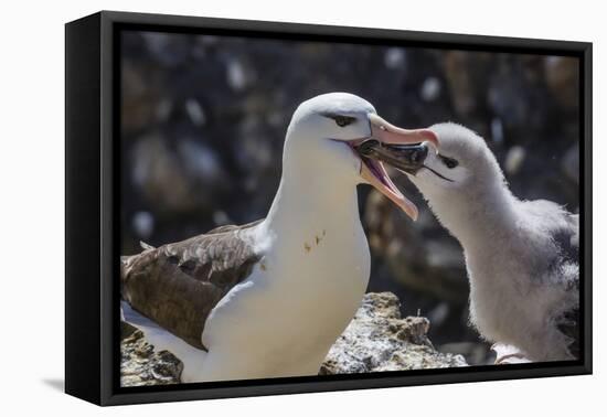 Adult Black-Browed Albatross Feeding Chick in New Island Nature Reserve, Falkland Islands-Michael Nolan-Framed Premier Image Canvas