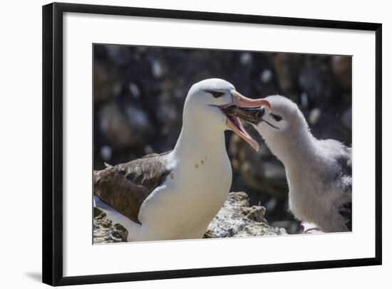 Adult Black-Browed Albatross Feeding Chick in New Island Nature Reserve, Falkland Islands-Michael Nolan-Framed Photographic Print