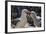 Adult Black-Browed Albatross Feeding Chick in New Island Nature Reserve, Falkland Islands-Michael Nolan-Framed Photographic Print