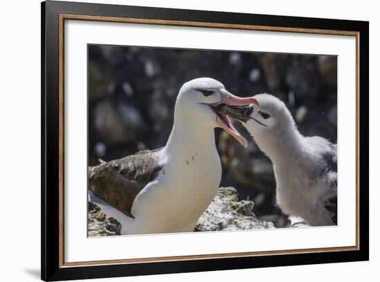 Adult Black-Browed Albatross Feeding Chick in New Island Nature Reserve, Falkland Islands-Michael Nolan-Framed Photographic Print