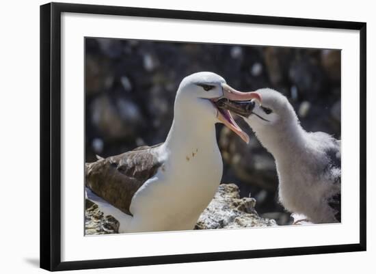 Adult Black-Browed Albatross Feeding Chick in New Island Nature Reserve, Falkland Islands-Michael Nolan-Framed Photographic Print