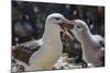 Adult Black-Browed Albatross Feeding Chick in New Island Nature Reserve, Falkland Islands-Michael Nolan-Mounted Photographic Print