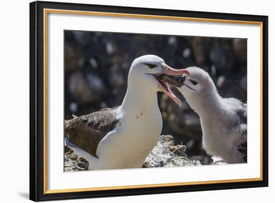 Adult Black-Browed Albatross Feeding Chick in New Island Nature Reserve, Falkland Islands-Michael Nolan-Framed Photographic Print