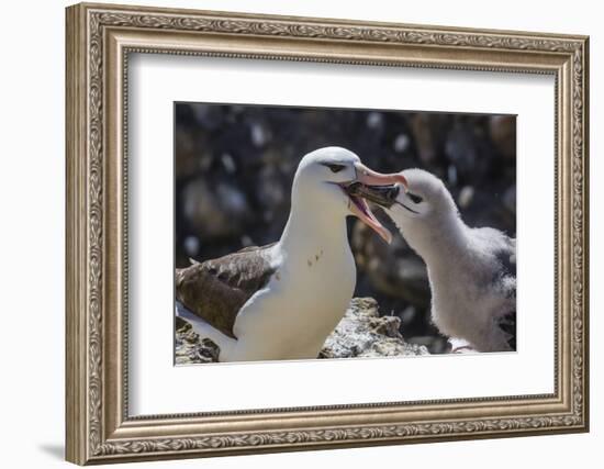 Adult Black-Browed Albatross Feeding Chick in New Island Nature Reserve, Falkland Islands-Michael Nolan-Framed Photographic Print