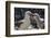 Adult Black-Browed Albatross Feeding Chick in New Island Nature Reserve, Falkland Islands-Michael Nolan-Framed Photographic Print