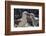 Adult Black-Browed Albatross Feeding Chick in New Island Nature Reserve, Falkland Islands-Michael Nolan-Framed Photographic Print