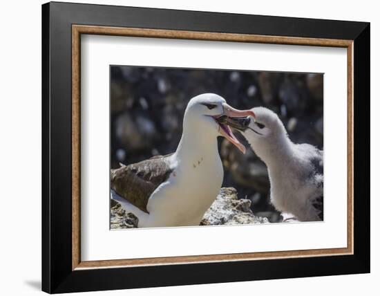 Adult Black-Browed Albatross Feeding Chick in New Island Nature Reserve, Falkland Islands-Michael Nolan-Framed Photographic Print