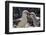 Adult Black-Browed Albatross Feeding Chick in New Island Nature Reserve, Falkland Islands-Michael Nolan-Framed Photographic Print