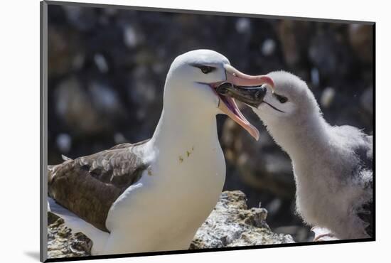 Adult Black-Browed Albatross Feeding Chick in New Island Nature Reserve, Falkland Islands-Michael Nolan-Mounted Photographic Print