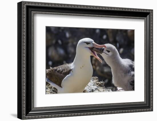 Adult Black-Browed Albatross Feeding Chick in New Island Nature Reserve, Falkland Islands-Michael Nolan-Framed Photographic Print